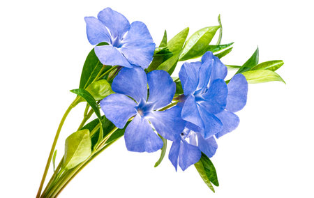 periwinkle flower isolated on white backgroundの写真素材