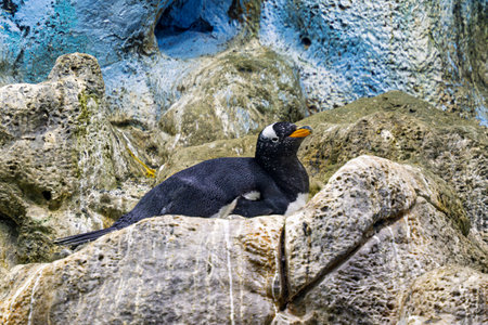 king penguins at the zooの写真素材