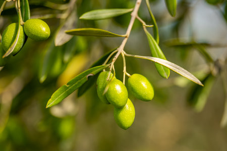 agriculture olive trees with green olivesの写真素材