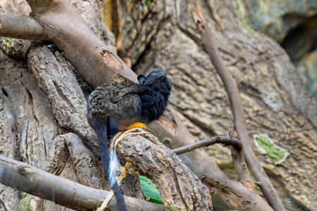 little monkey in the zoo