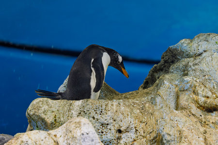 king penguins at the zooの写真素材