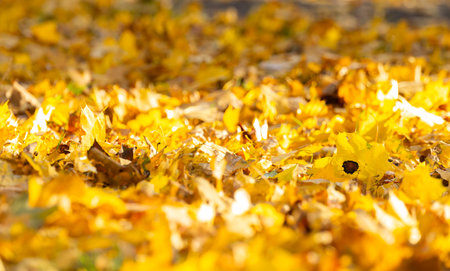 Welsh Corgi Pembroke in Autumn Park