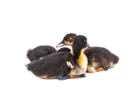 gosling isolated on white backgroundの写真素材