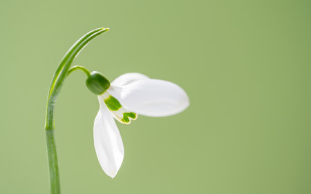 snowdrops close-up on a light green backgroundの写真素材