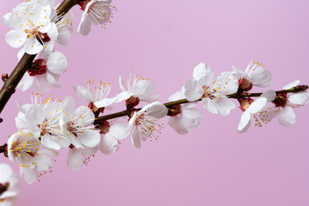flowering apricot branch on a pink backgroundの写真素材