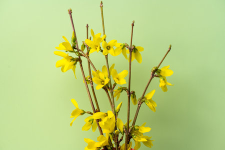 Forsythia flowers close-up on green backgroundの写真素材