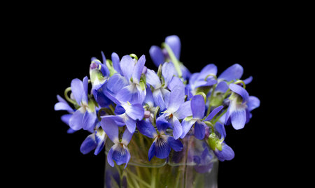 beautiful forest violet on black backgroundの写真素材