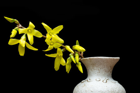 yellow forsythia on black backgroundの写真素材