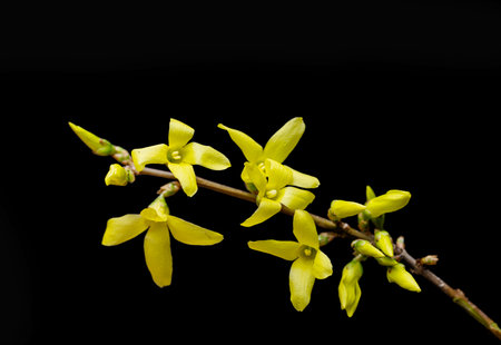 yellow forsythia on black backgroundの写真素材