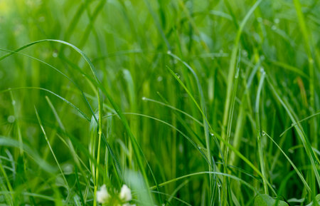 green grass with dew drops in the morning