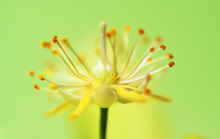 Linden flowers close-up in studioの写真素材