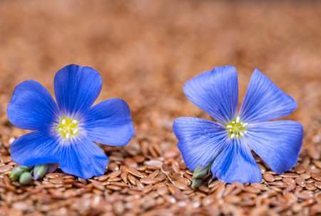 flax seeds with flax flower close upの写真素材