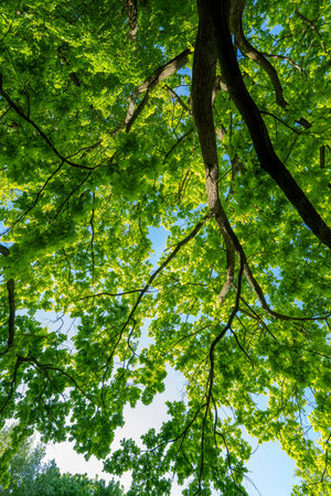 oak tree foliage in spring close upの写真素材