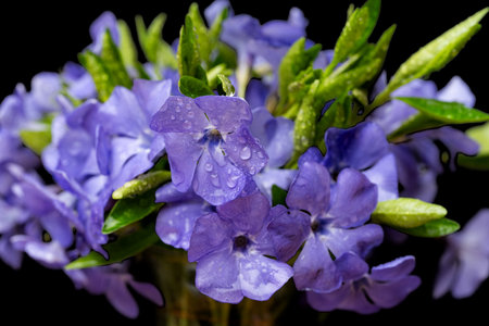 bouquet of periwinkle on black background