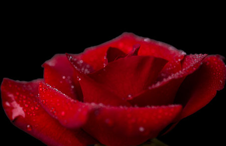 beautiful dark red rose on black background