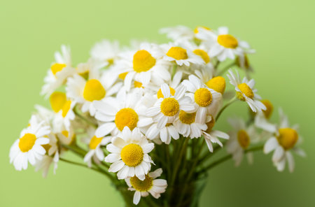 bouquet of daisies on a light green backgroundの写真素材