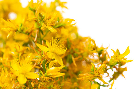 St. John's worth flowers on white backgroundの写真素材