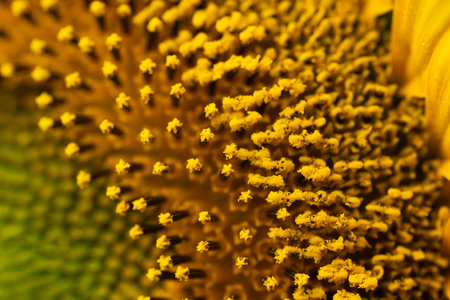 background of sunflower flower close upの写真素材