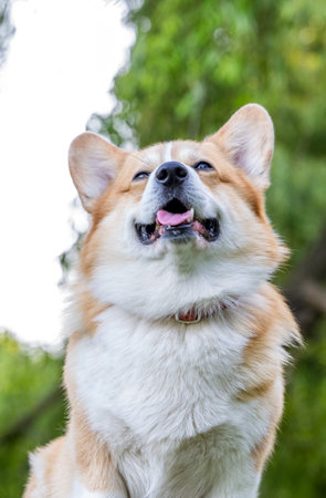 close-up portrait of a red corgi pembroke in the parkの写真素材
