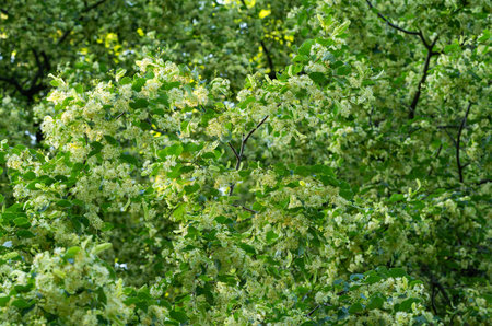 close up of blooming linden tree in summer
