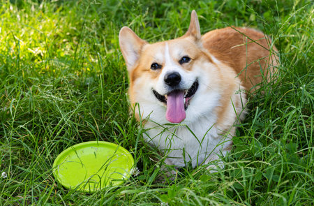 Pembroke Corgi on a walk in the summer
