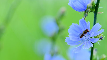 chicory flowers in a meadow in summerの写真素材