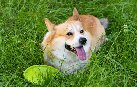 Pembroke Corgi on a walk in the summerの写真素材