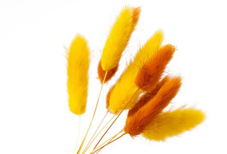 grass rabbit tail isolated on white background