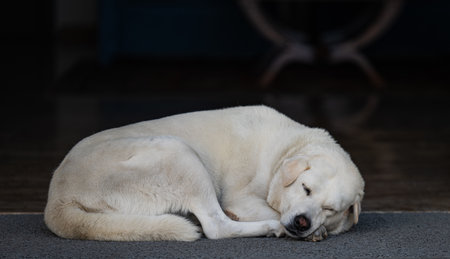 dog sleeping on a rug at the doorwayの写真素材