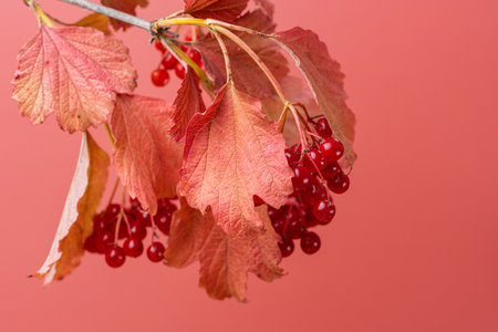 autumn background of red viburnum clusters
