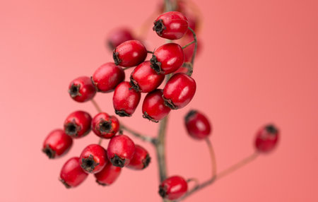 autumn background of red hawthorn berries