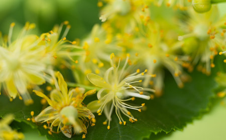 fresh linden flowers close-up
