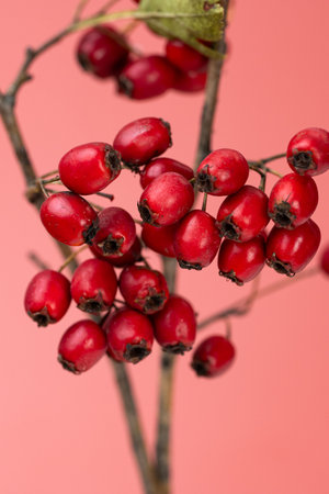 autumn background of red hawthorn berries