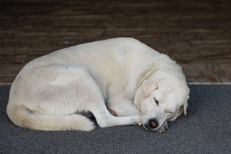 dog sleeping on a rug at the doorway