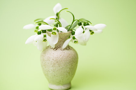 snowdrops on a light green backgroundの写真素材