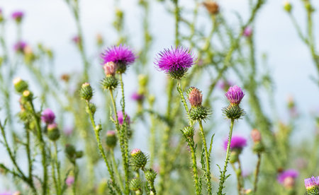 thistle flowers in a meadow in summerの写真素材