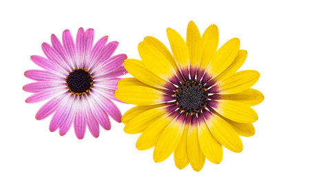 Beautiful Osteospermum flowers isolated on white backgroundの写真素材