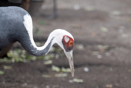 A close-up photo of a heronの写真素材