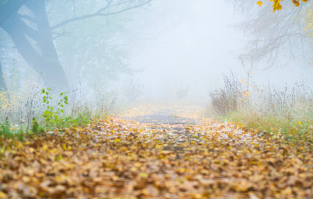autumn landscape on an early foggy morningの写真素材