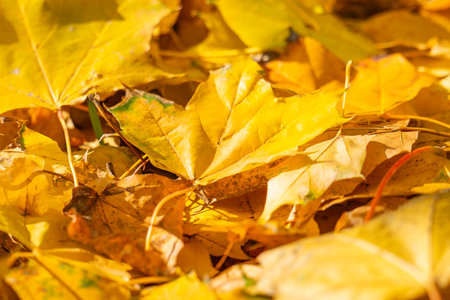 beautiful autumn landscape of yellow leaves