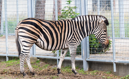 A close-up photo of a zebraの写真素材