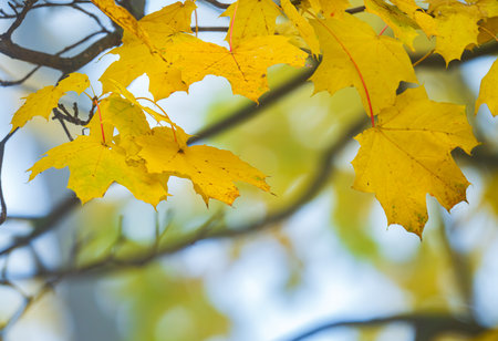beautiful autumn landscape of yellow leaves