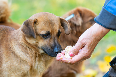 A dog takes food from a human handの写真素材