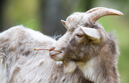a goat grazing in a meadow in autumnの写真素材