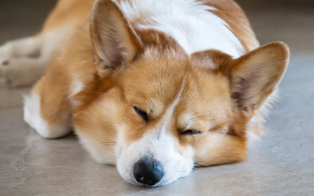 A close-up photo of a Pembroke Welsh Corgiの写真素材