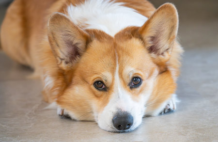 A close-up photo of a Pembroke Welsh Corgiの写真素材