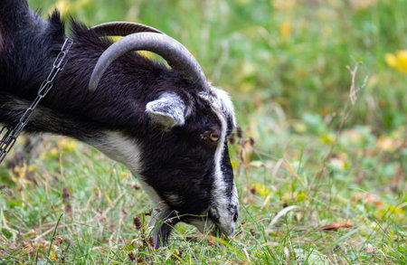 a goat grazing in a meadow in autumnの写真素材