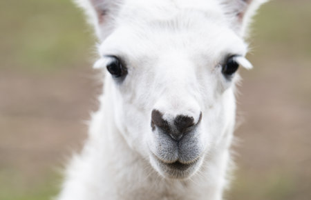 A close-up photo of a llama at the zooの写真素材