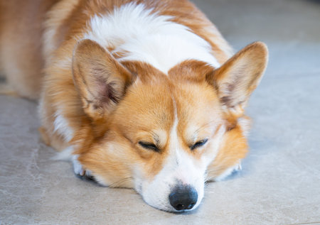 A close-up photo of a Pembroke Welsh Corgiの写真素材