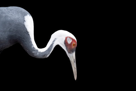 A close-up photo of a heronの写真素材